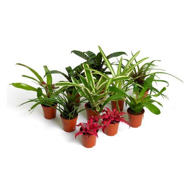 Bromeliad Mix Plants Collection